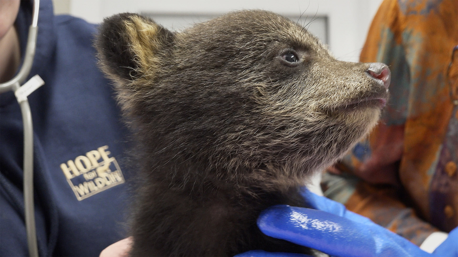 Hope for Wildlife S10E2 Lila the Bear Knowledge.ca